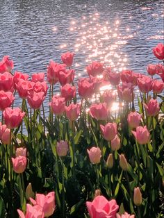 pink flowers are blooming in front of a lake with the sun shining on it