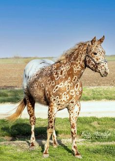 a brown and white horse standing on top of a lush green field next to a dirt road