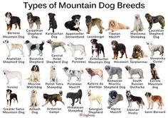 List of Best Mountain Dog Breeds with Pictures Formosan Mountain Dog, Mountain Dog Breeds, Estrela Mountain Dog, Medium Dog Breeds, Dog Chart, Types Of Dogs Breeds, Entlebucher Mountain Dog, Saint Bernard (dog)