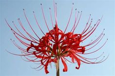 a large red flower with long stems in front of a clear blue sky and white clouds