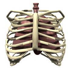 an x - ray view of the chest and ribs