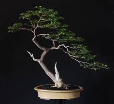 a bonsai tree in a pot on a table