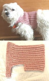 a small white dog wearing a pink sweater