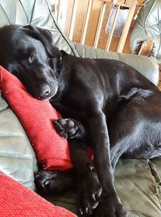 a large black dog laying on top of a couch next to a red pillow and wooden chair