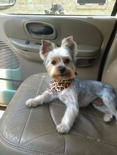 a small dog is sitting in the back seat of a car wearing a bandana