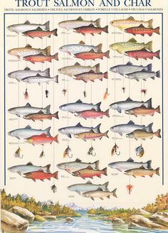 a poster with different types of salmons and other fish on it's sides