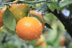 some oranges hanging from a tree in the rain