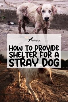 How to Provide Shelter for a Stray Dog Stray Dog Shelter Ideas Outdoor, Shelter Ideas Outdoor, Dog Shelter Ideas Outdoor, Dog Shelter Ideas, Temporary Shelter, Dog Shelter