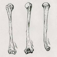 three different types of bones are shown in black and white, with one showing the lower limbs