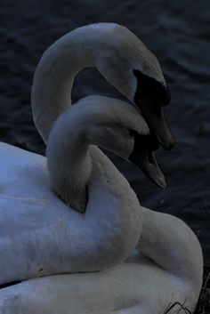 a swan is sitting on the water with it's wings folded