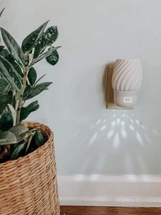 a plant in a wicker basket next to a wall light