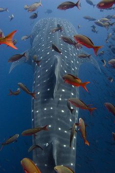 a whale is surrounded by fish in the ocean