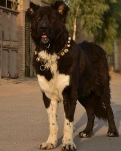 a large black and white dog standing on the side of a road next to a building