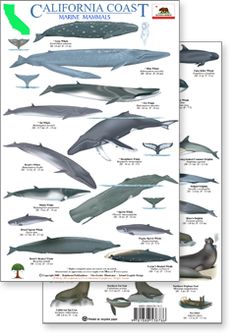 the california coast marine mammals poster is shown in two different sizes and colors, including dolphins