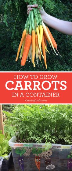 how to grow carrots in a container