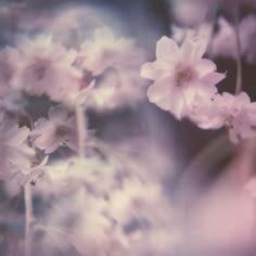 blurry photograph of pink flowers in bloom