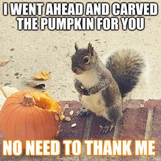 a squirrel standing next to a pumpkin with the caption i went ahead and carved the pumpkin for you no need to thank me