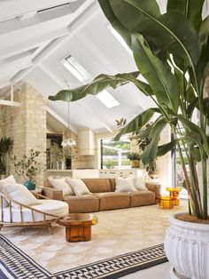 a living room filled with furniture and a large plant