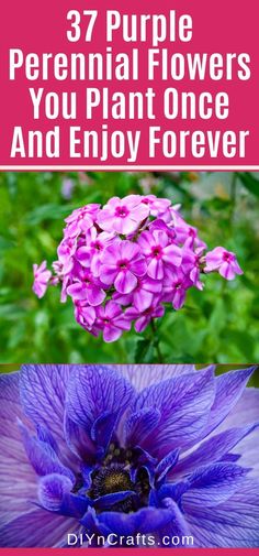 purple flowers with text overlay that says 37 purple perennial flowers you plant once and enjoy forever