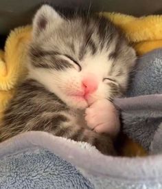 a small kitten sleeping on top of a blue and yellow blanket with its eyes closed