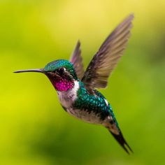 a hummingbird flying in the air with its wings spread