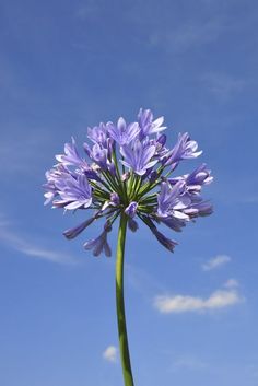 a purple flower in front of a blue sky