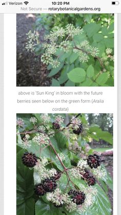 two pictures of flowers and leaves on the same page, one is showing blackberries