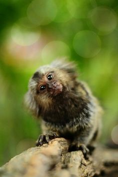 a small monkey sitting on top of a tree branch with blurry trees in the background