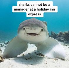 a shark with its mouth open sitting in the sand and texting sharks cannot be a manager at a holiday inn express