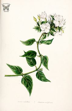 an illustration of a white flower with green leaves