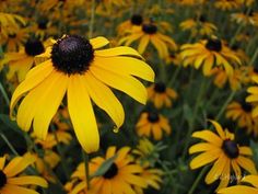 a field full of yellow and black flowers