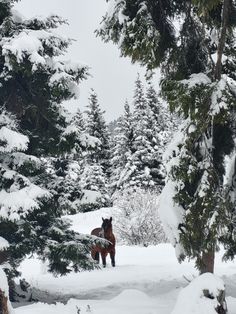 a horse standing in the snow between some trees