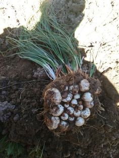 a bunch of small white flowers growing out of the ground next to some dirt and grass