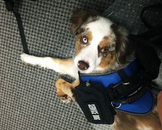 a brown and white dog wearing a blue vest