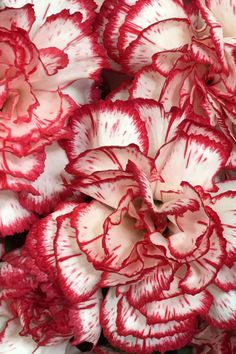 red and white carnations are arranged together