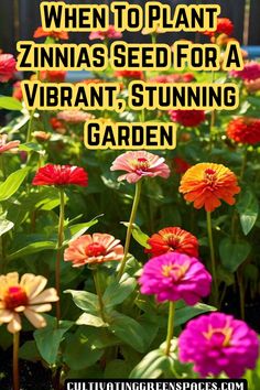 colorful flowers with the words when to plant zinnas seed for a vibrant, stunning garden