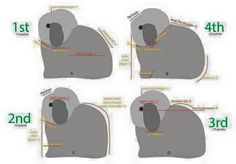 four images showing the different angles of an elephant's head and body, with text describing