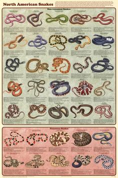 an old poster with snakes in different colors