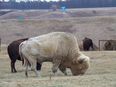 a group of cows grazing on grass in a field