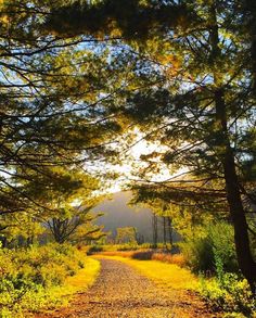 a dirt road surrounded by trees and yellow leaves in the sunbeams on a sunny day