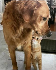 a dog standing next to a cat on top of a tile floor in front of a door