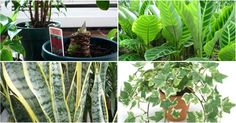 many different types of plants growing in pots