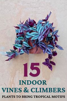 15 Prettiest Indoor Vining And Climbing Plants To Bring Tropical Motifs Climbing House Plants, Indoor Vine Plants, Indoor Climbing Plants, Indoor Vines, Tropical Motifs, Climber Plants, Creeping Fig, Evergreen Vines, Arrowhead Plant