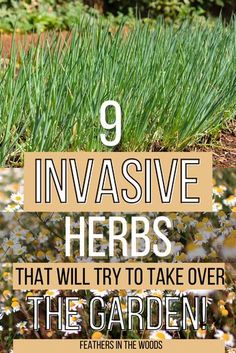 some flowers and grass with the words 9 invasive herbs that will try to take over the garden