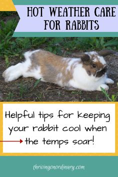 a brown and white rabbit laying on the ground with text overlay that reads hot weather care for rabbits helpful tips for keeping your rabbit cool when