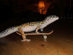 a gecko is sitting on top of a skateboard in the middle of a room