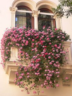 pink flowers are growing on the side of a white building with an ornate window and balconies