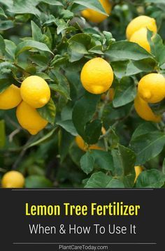 lemon tree fertilizer when and how to use it