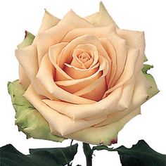 a white rose with green leaves on a gray background