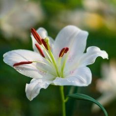 a white flower with red stamens and green stems